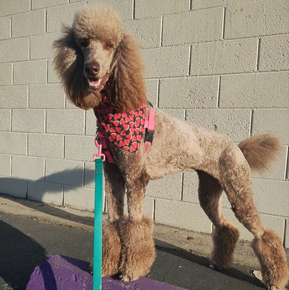 Watermelon Sweetness-Medium Dog Bandana - Picture 5 of 5